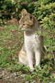 ねこ１