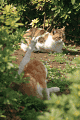 ねこ２