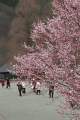 桜の下で