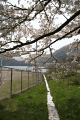 桜の通り道