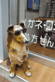 グラサン犬