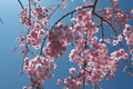 八重桜の空１