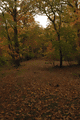 雨の紅葉林