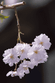 八重桜