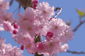 八重桜