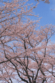 桜青空