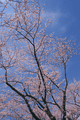 桜青空